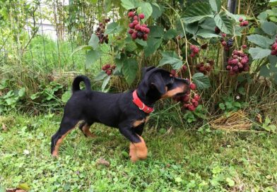 Die Himbeeren rufen Britta