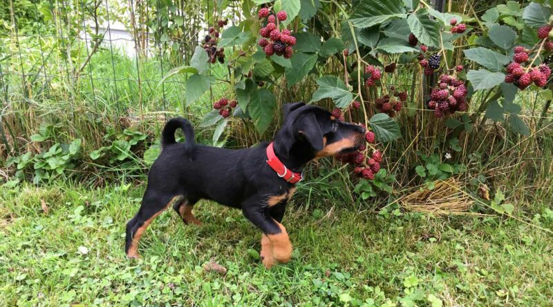 Die Himbeeren rufen Britta